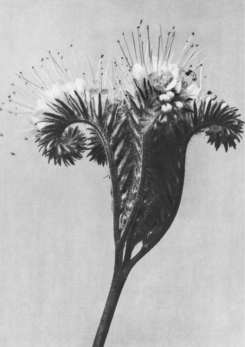 Black and white photograph of a flower in the foreground.