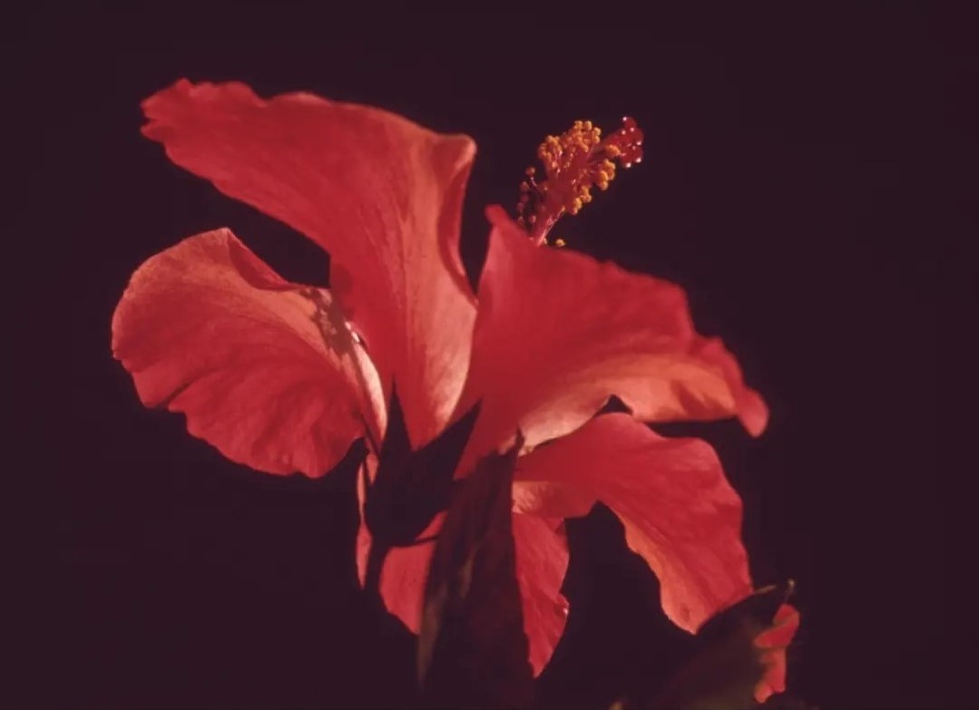 Close-up photograph of a red flower.